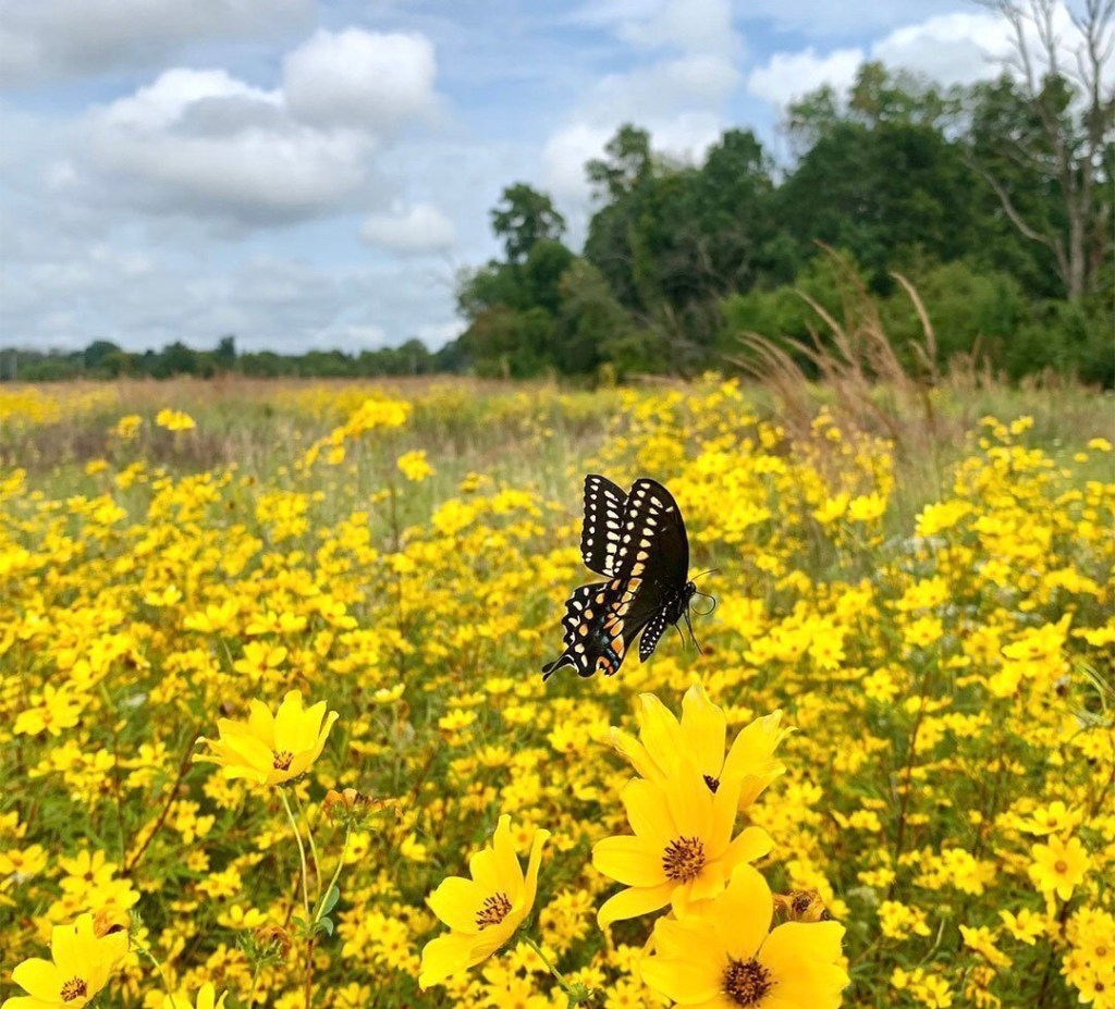 The Seed: A Metaphor for My Recovery…